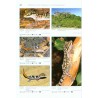 Geckos of Madagascar, the Seychelles, Comoros and Mascarene Islands Terralog 12