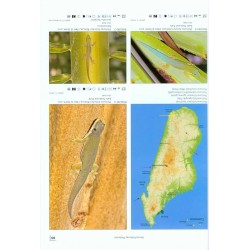 Geckos of Madagascar, the Seychelles, Comoros and Mascarene Islands Terralog 12