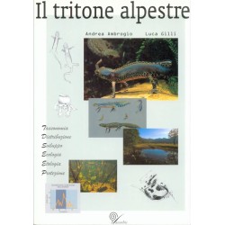Il Tritone Alpestre [The Alpine Newt]