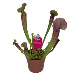 Pianta carnivora Sarracenia sp.