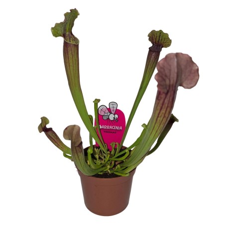 Pianta carnivora Sarracenia sp.