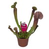 Pianta carnivora Sarracenia sp.