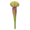 Pianta carnivora Sarracenia sp.