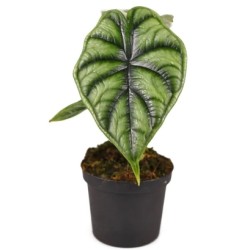 Alocasia baginda dragon scale