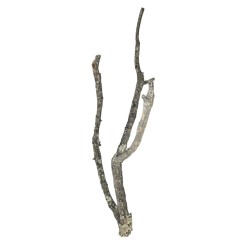 Natural cork branches