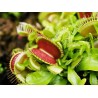 Dionaea muscipula