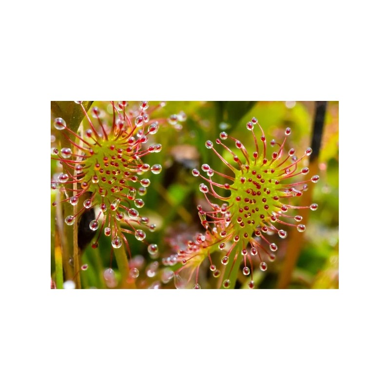 Pianta carnivora Drosera sp.