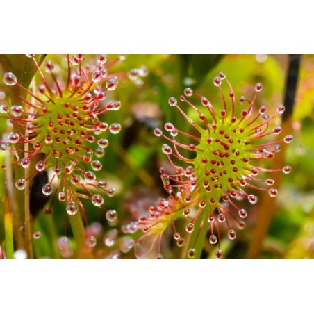 Carnivorous plant Drosera sp.