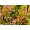 Pianta carnivora Drosera sp.