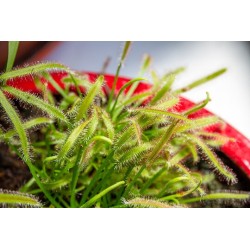 Carnivorous plant Drosera sp.