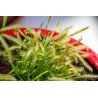 Carnivorous plant Drosera sp.