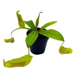 Pianta carnivora Nephentes sp.