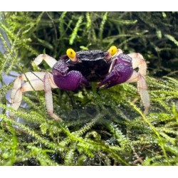 Crabs Geosesarma sp.