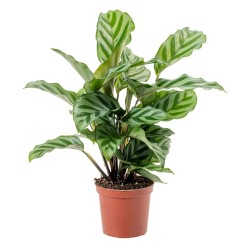 Calathea concinna FREDDIE