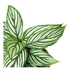 Calathea vittata