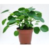 Pilea peperomioides