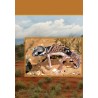 The Complete Knob-tailed Gecko