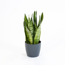 Sansevieria Zeylanica