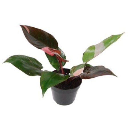 8 Philodendron erubescens PINK PRINCESS