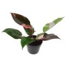 8 Philodendron erubescens PINK PRINCESS