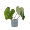 11 Philodendron gloriosum s