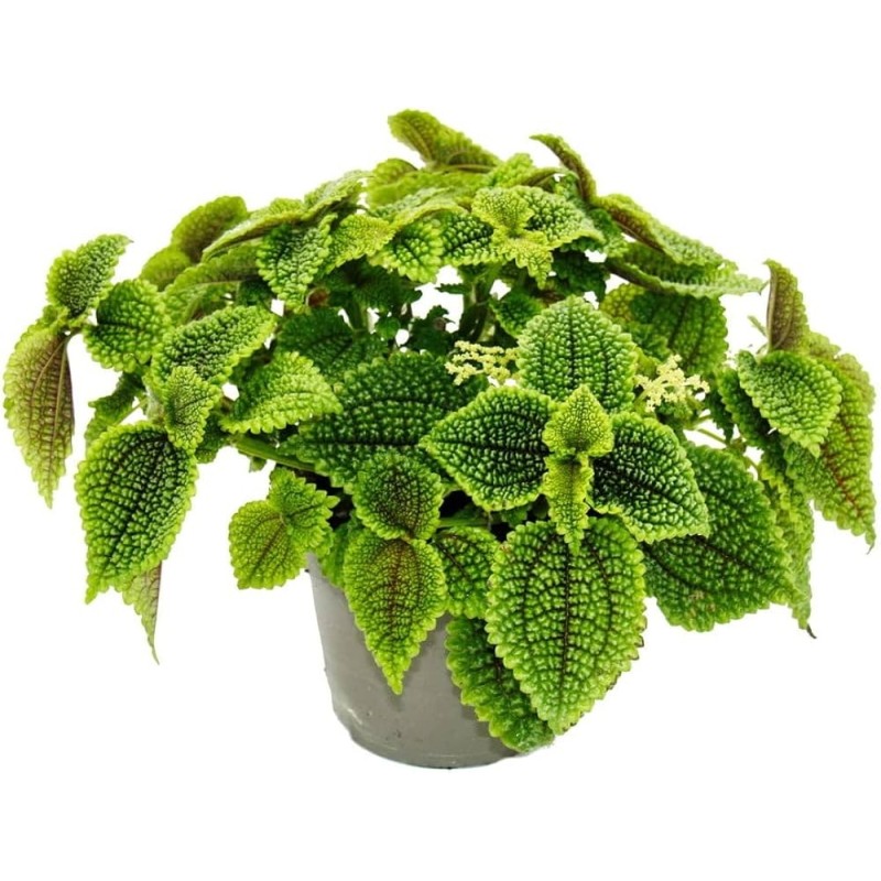 15 Pilea involucrata MOON VALLEY