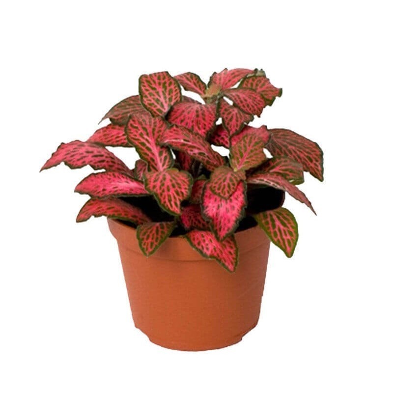 21 Fittonia verschaffeltii RED