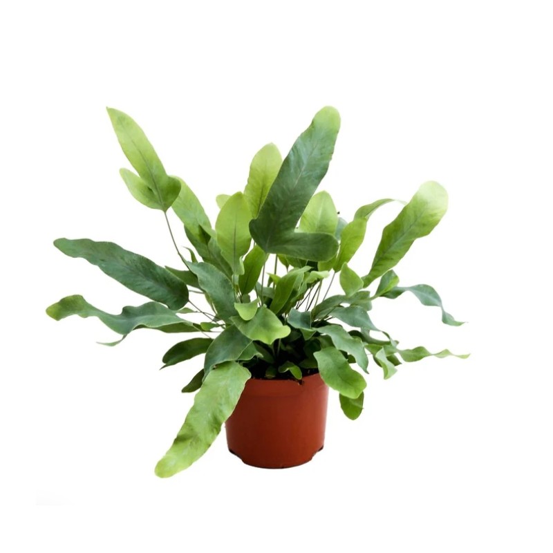 Phlebodium aureum