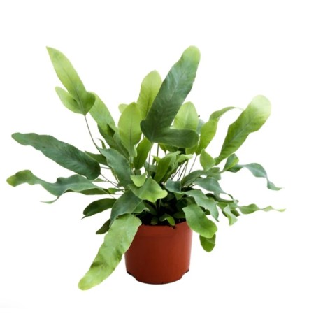 Phlebodium aureum