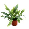 Phlebodium aureum