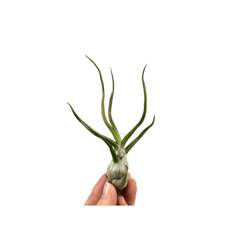Tillandsia bulbosa