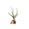 Tillandsia bulbosa