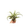 Tillandsia Capitata Peach Green