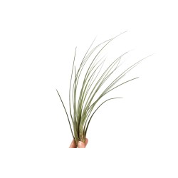Tillandsia Juncea