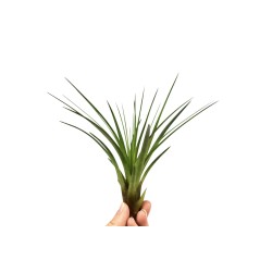 Tillandsia Melanocrater green