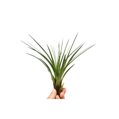 Tillandsia Melanocrater green