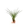 Tillandsia Melanocrater green