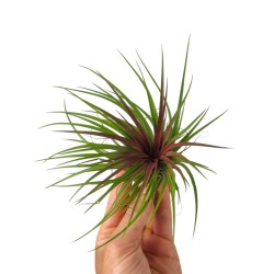 Tillandsia Rainforest Red