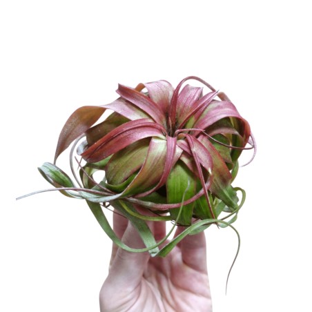 Tillandsia eric knobloch