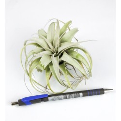Tillandsia Xerographica Bonsai