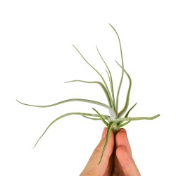 Tillandsia Lepidosepala