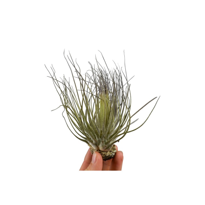 Tillandsia Magnusiana