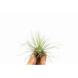 Tillandsia Argentea