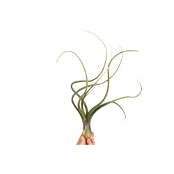 Tillandsia Baileyi