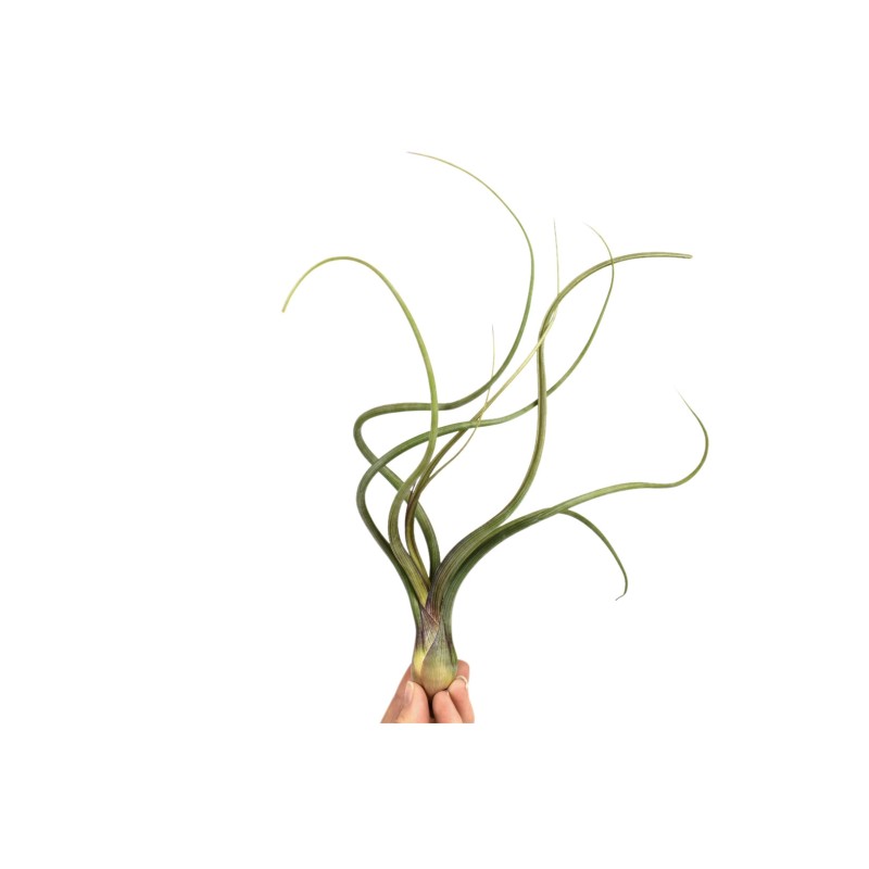 Tillandsia Baileyi