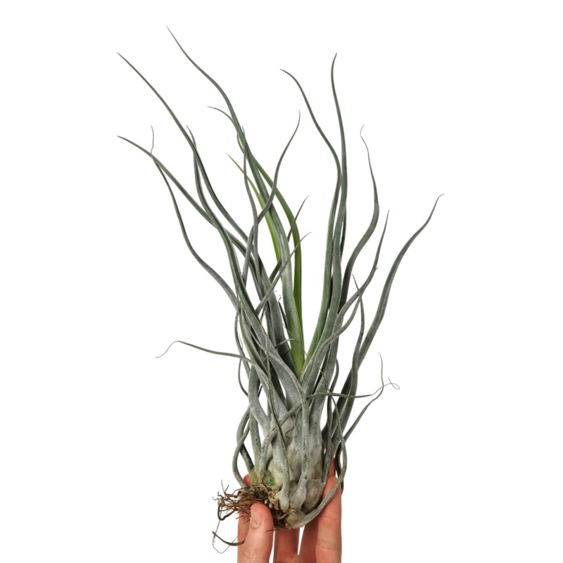 Tillandsia Ehlersiana