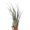 Tillandsia Ehlersiana