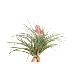 Tillandsia Silver