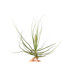 Tillandsia Schiedeana