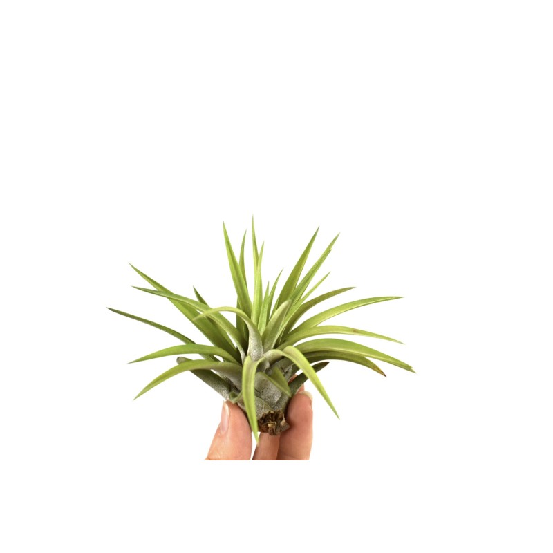 Tillandsia Abdita - Brachycaulos